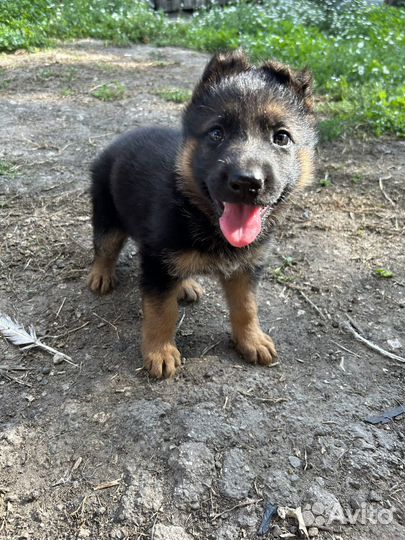 Немецкая овчарка