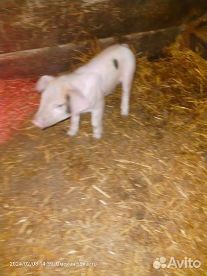 Поросенок ландрас mini pig мини пиг