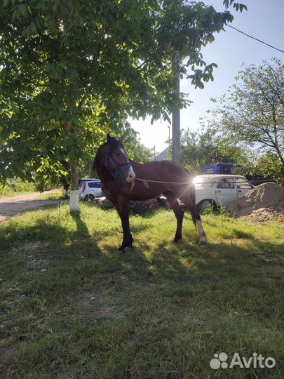 Жеребец обученный