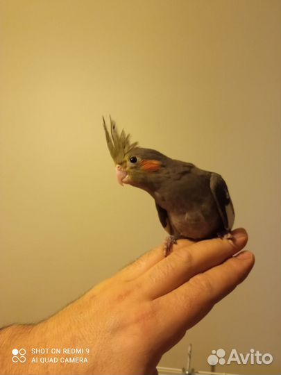 Продам попугая корелла