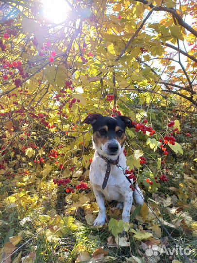 Щенок в добрые руки, помесь Джек рассел