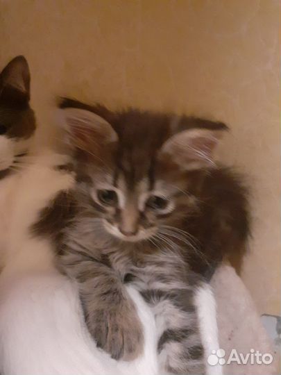 Отдам в добрые руки милая кошечка, 2 месяца