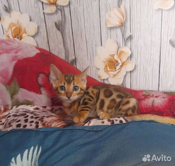 Бенгальские котята