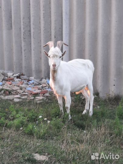 Продам коз