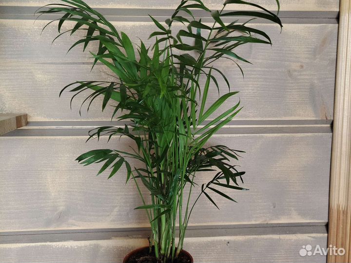 Пальма хамедорея