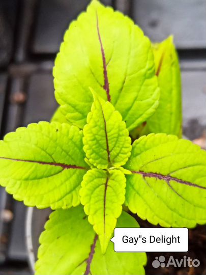 Срезы Колеусов