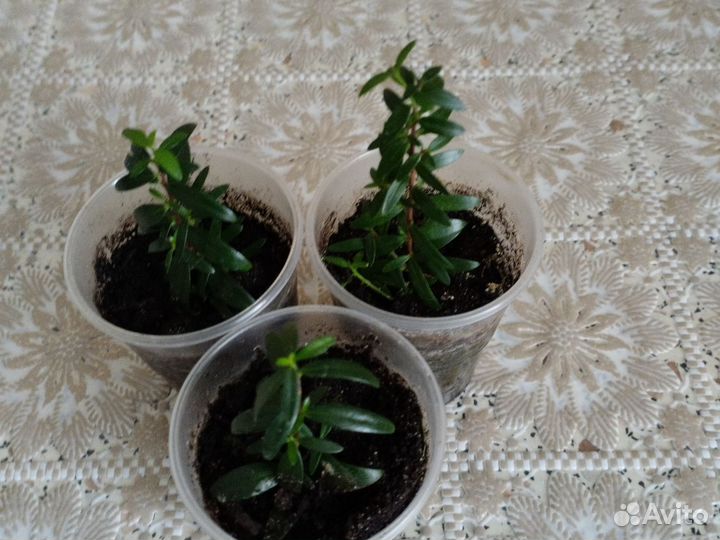 Мирт. Комнатные цветы