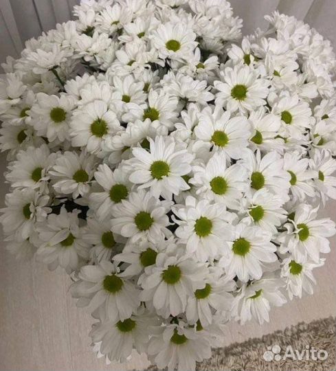 Хризантема