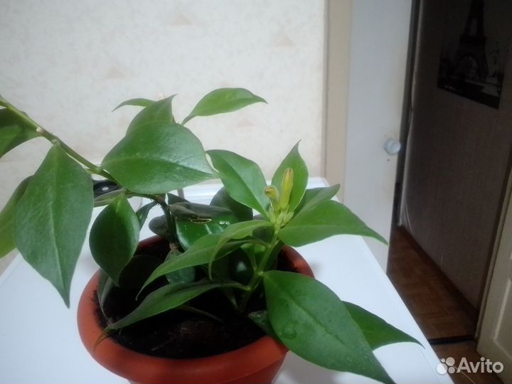 Эсхинантус жар птица