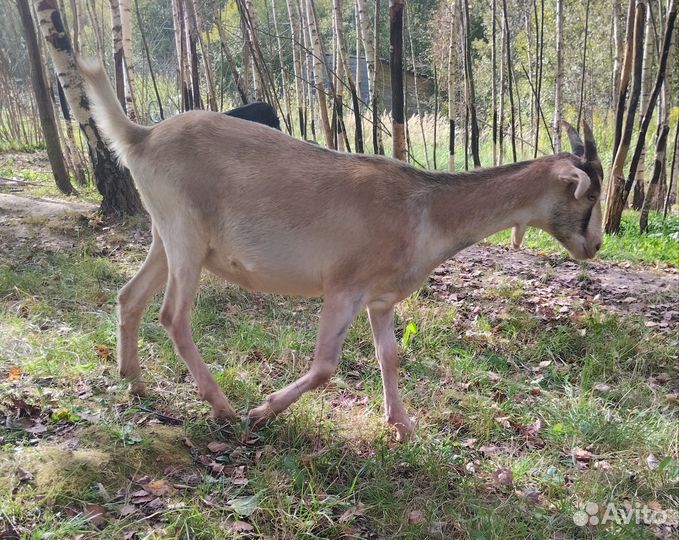 Козочки