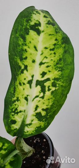 Диффенбахия Банана