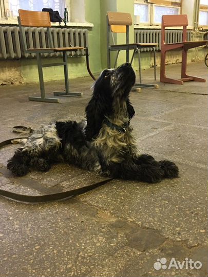 Дрессировка собак с кинологом