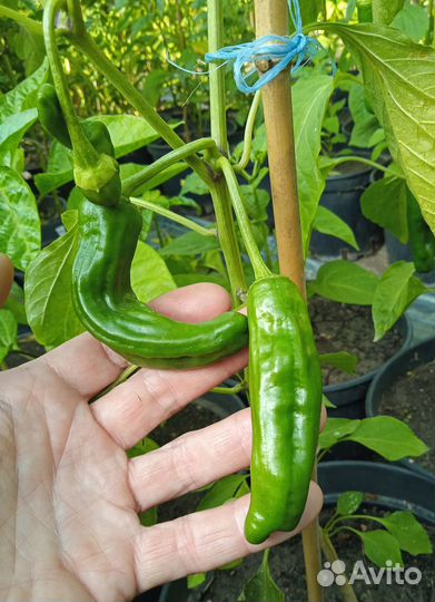 Перец слабоострый «Chile Negro» 10 семян