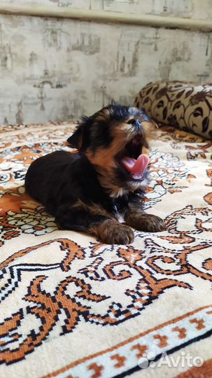 Йоркширский терьер щенки