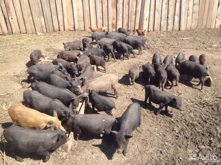 Молочные поросята