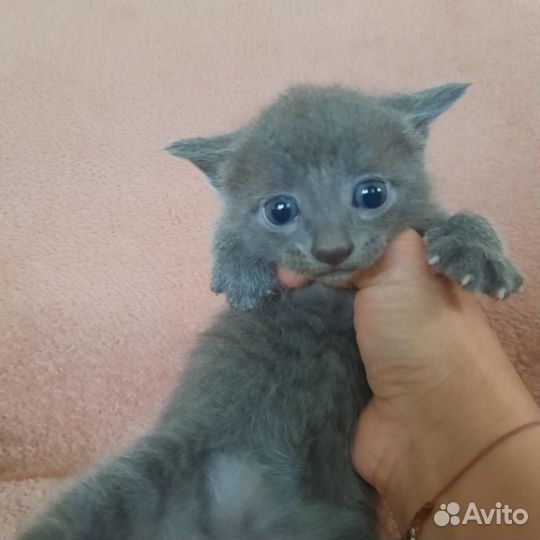 Кошки в добрые руки бесплатно