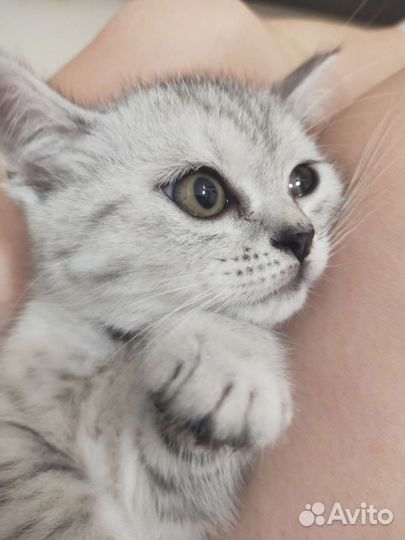 Британский котенок