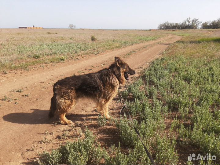 Ищем невесту