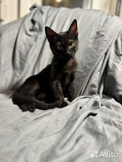 Кошка котенок Нафаня