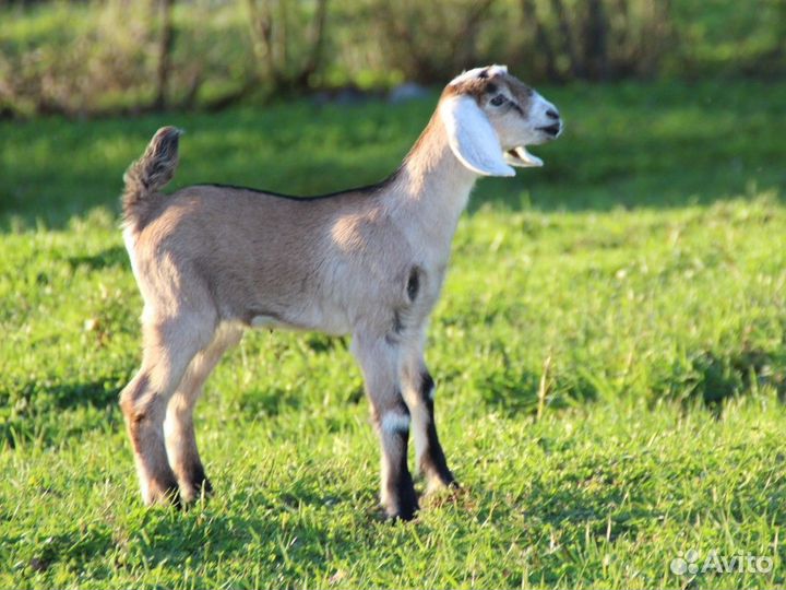 Продажа козлят