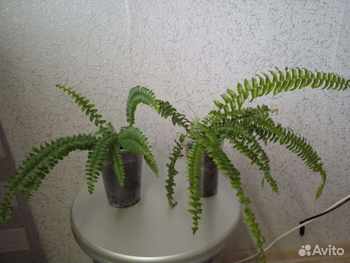 Папоротник комнатный нефролепис