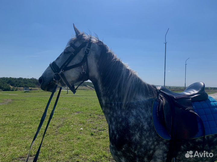 Орловская кобыла