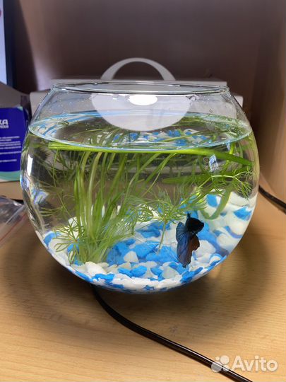 Аквариум