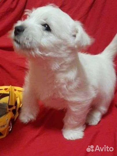 Щенок вестхайленд