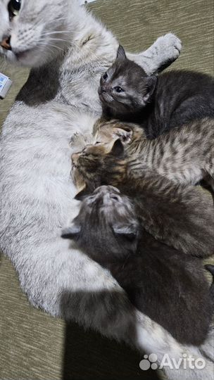 Котята шотладцы
