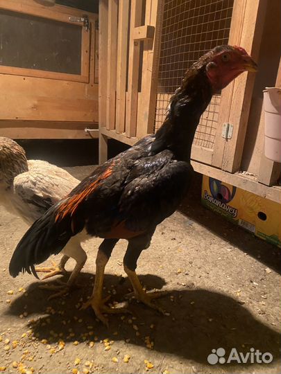 Бойцовский петух