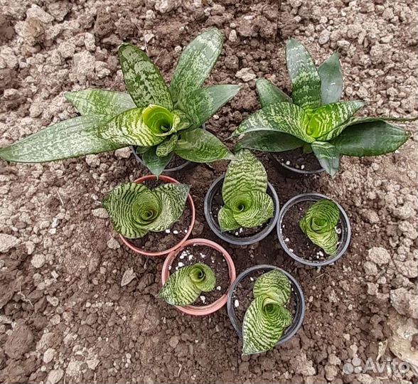 Комнатные растения