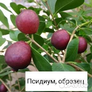 Плодовые растения для дома
