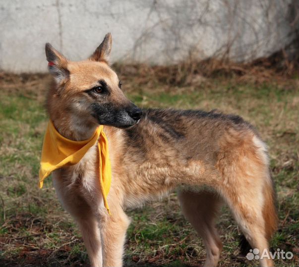 Собака по кличке Баранка с грустной судьбой