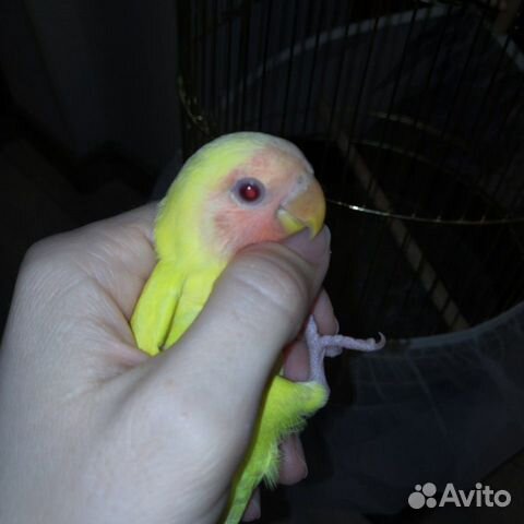 Птенцы Розовощекого попугая