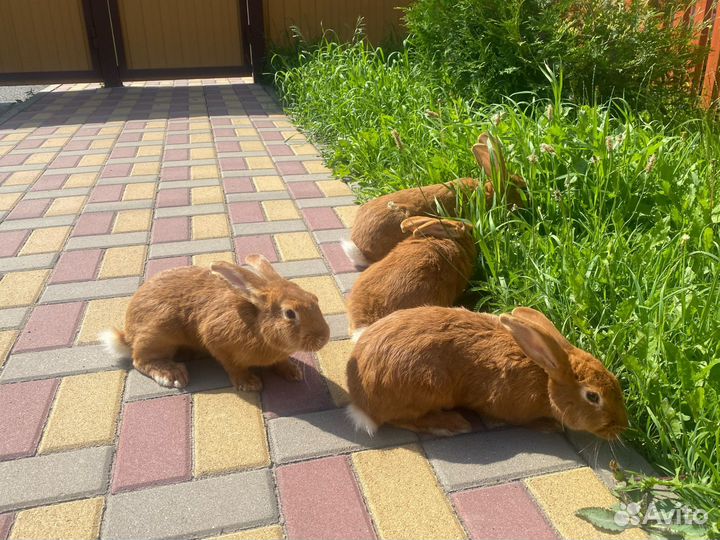 Кролики нзк