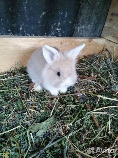 Декоративные кролики минилоп