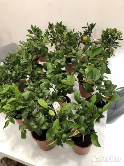 Цитрусовое дерево