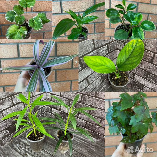 Комнатные цветы