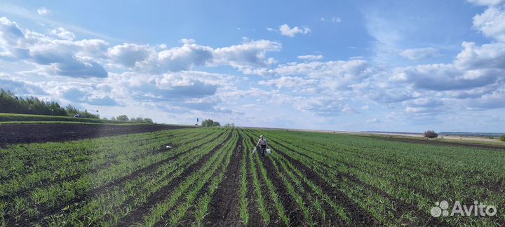 Чеснок оптом предзаказ на урожай 2024