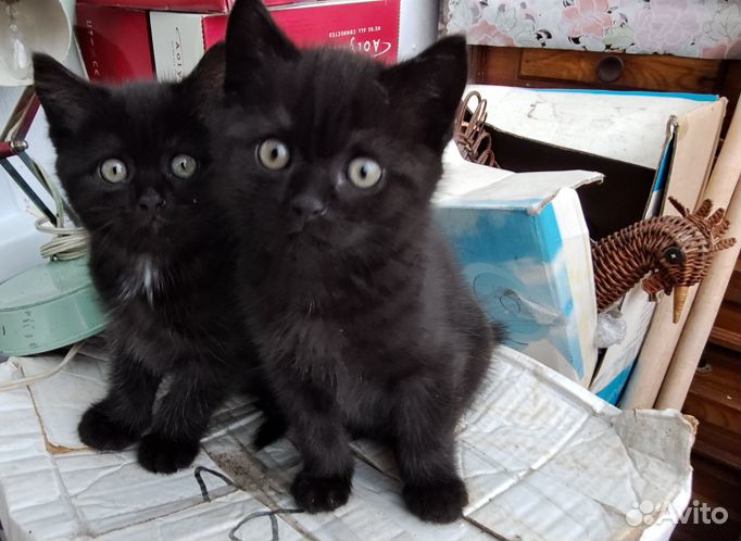 Котята в добрые руки, бесплатно