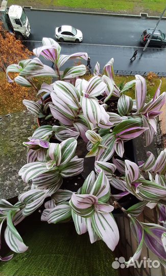 Традесканция розовая Пинк Хилл