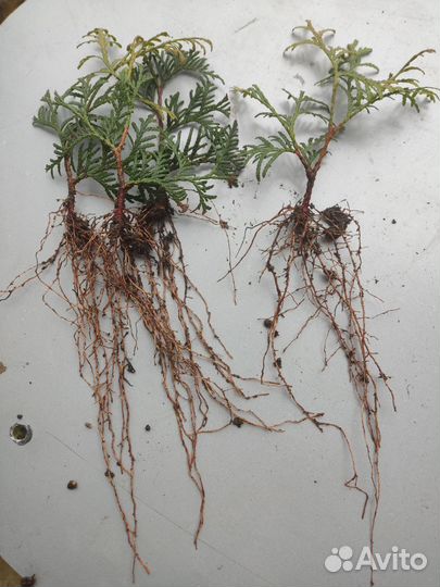 Укоренённые черенки туй Брабант