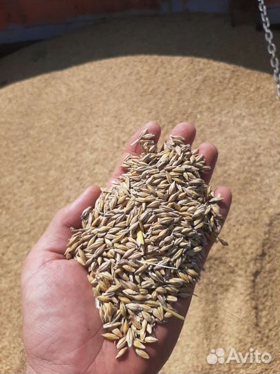 Ячмень, пшеница, овёс, урожай 2023, зерно