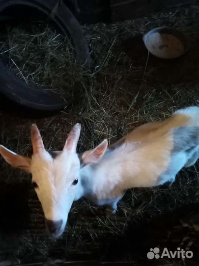 Зааненская коза