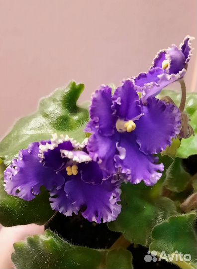 Сортовые фиалки