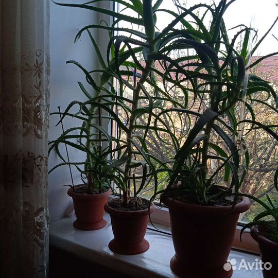 Алоэ столетник