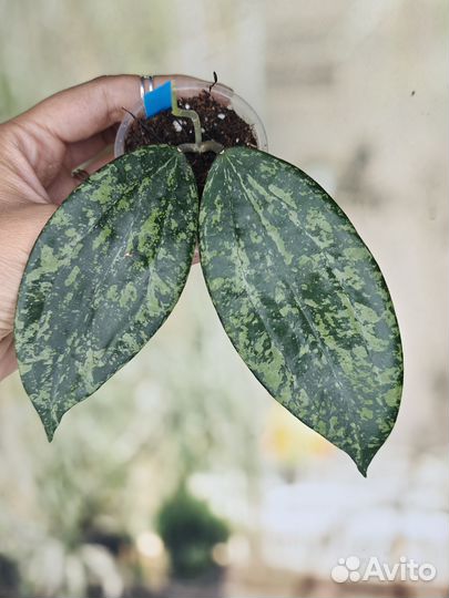 Хойи часть 4