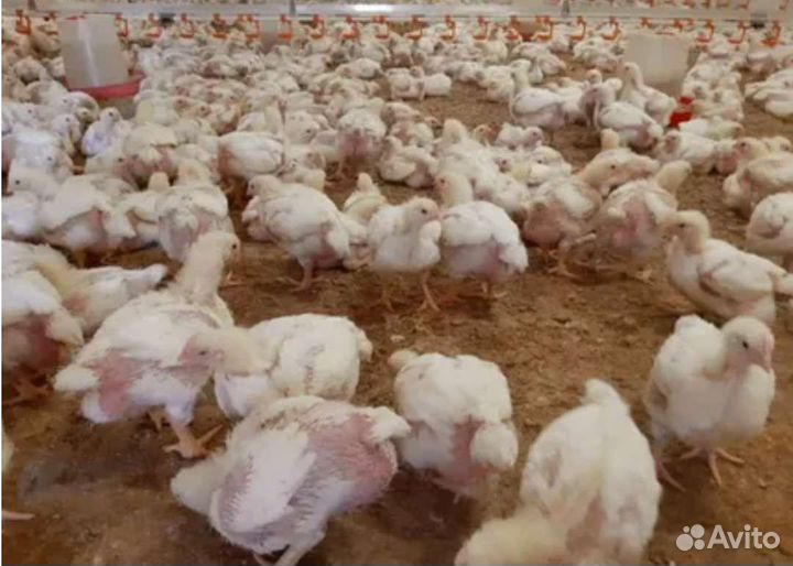 Утки,Мулард, Куры