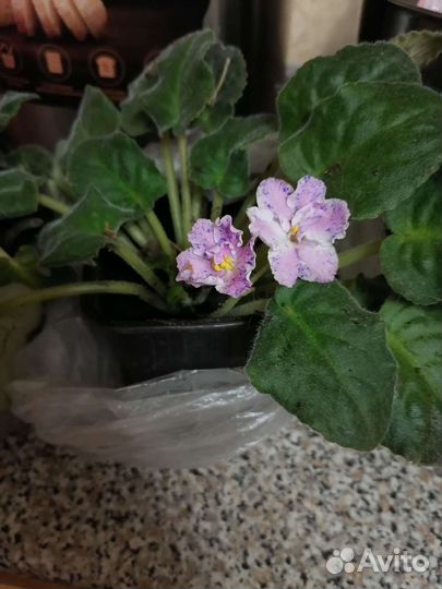 Комнатные растения цветы