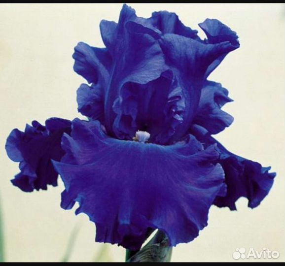 Ирисы бородатые
